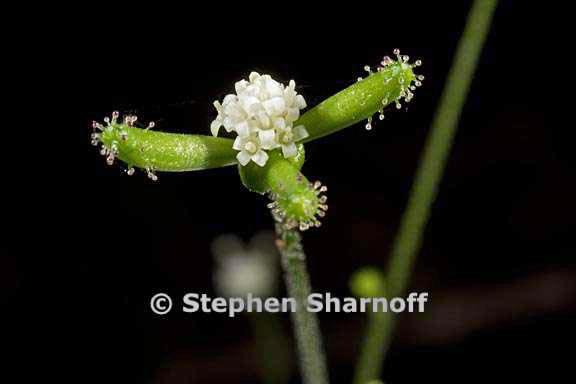 acenocaulon bicolor 1 graphic